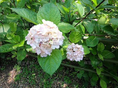 日本京都的绣球花花园