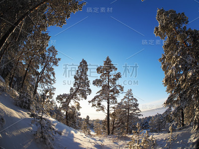 冬季松林