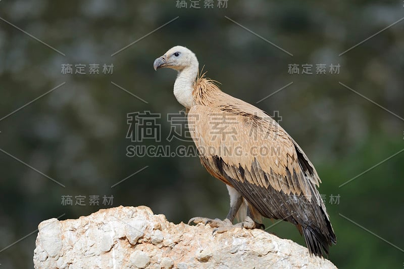 格里芬秃鹰(Gyps fulvus)