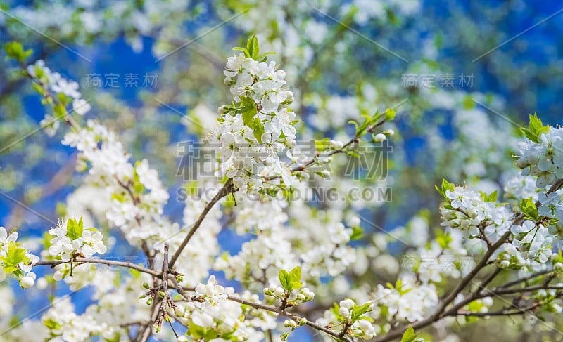 蓝天下的梅花树