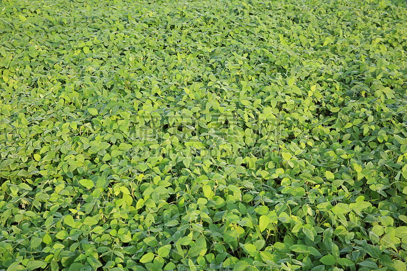 田间生长的绿色大豆植株