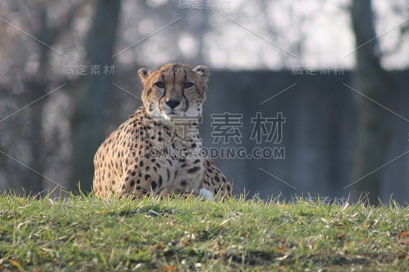 cheetah cubs laying togehter with their family. th