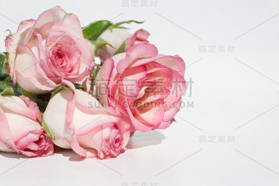 白色背景上的粉红色玫瑰花束