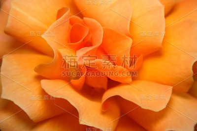 橙玫瑰