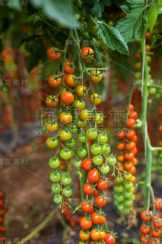 在温室里种植樱桃番茄