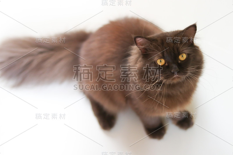 九命，猫，长毛波斯猫的肖像