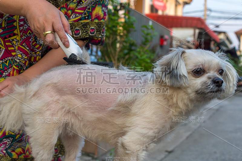 米色狗狗和西施犬、博美犬、贵宾犬的混种狗狗的毛由人用狗剪剪