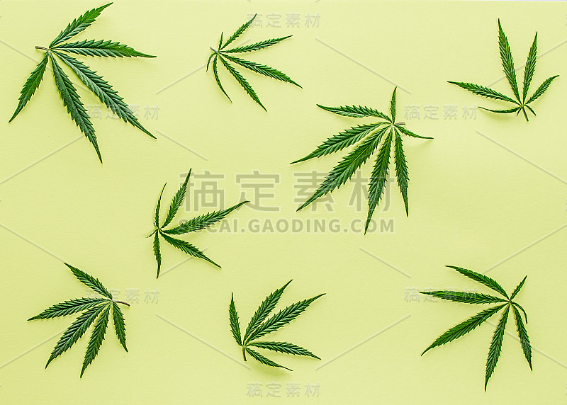 大的新鲜的绿色有机大麻大麻叶子孤立在绿色背景与复制空间为您的文本