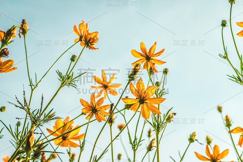 黄硫宇宙花在大自然的花园，蓝天，复古风格。