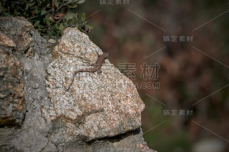 西班牙阳光下的蜥蜴