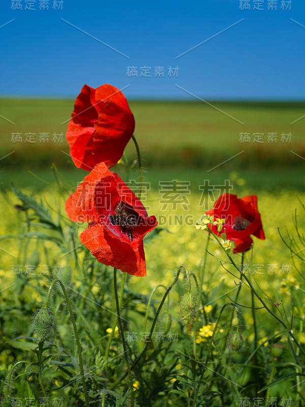 罂粟花在天空中