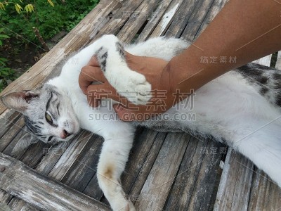 我的猫