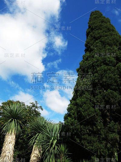 蓝色天空背景下的绿色巨树