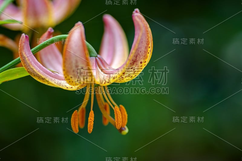 橙花开花，花头向下