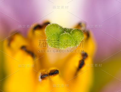 杵在花上。宏