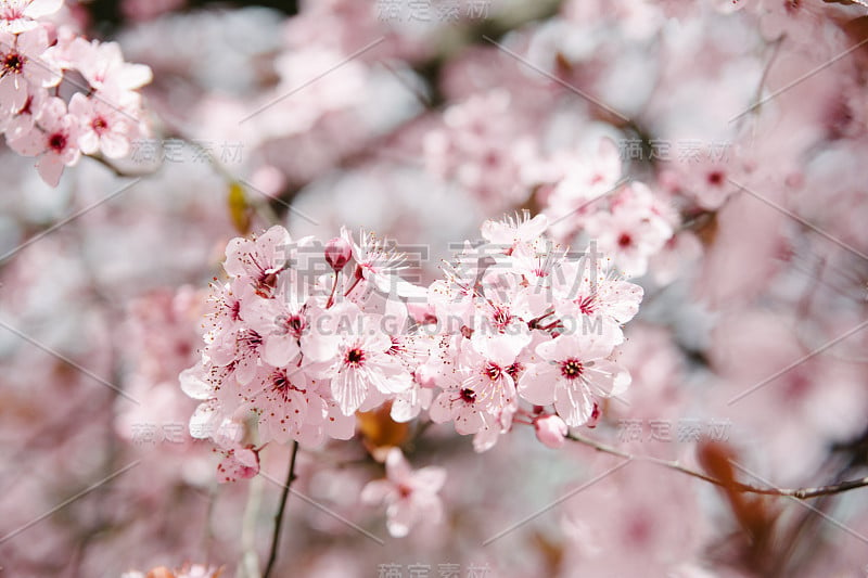 阳光下的樱花