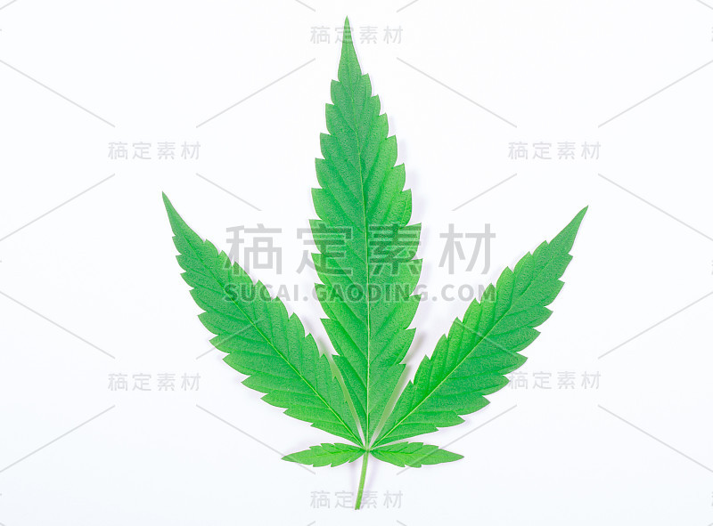 在白色上孤立的大麻叶。关闭了。