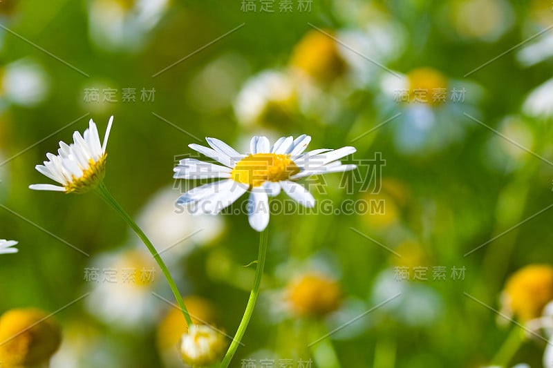 特写草甸洋甘菊