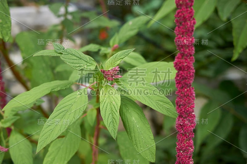 Amaranthus caudatus