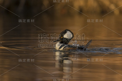 水中的冠秋海鸟