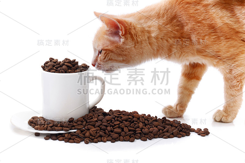 姜猫嗅白色咖啡杯与碟满烤咖啡豆孤立在白色背景