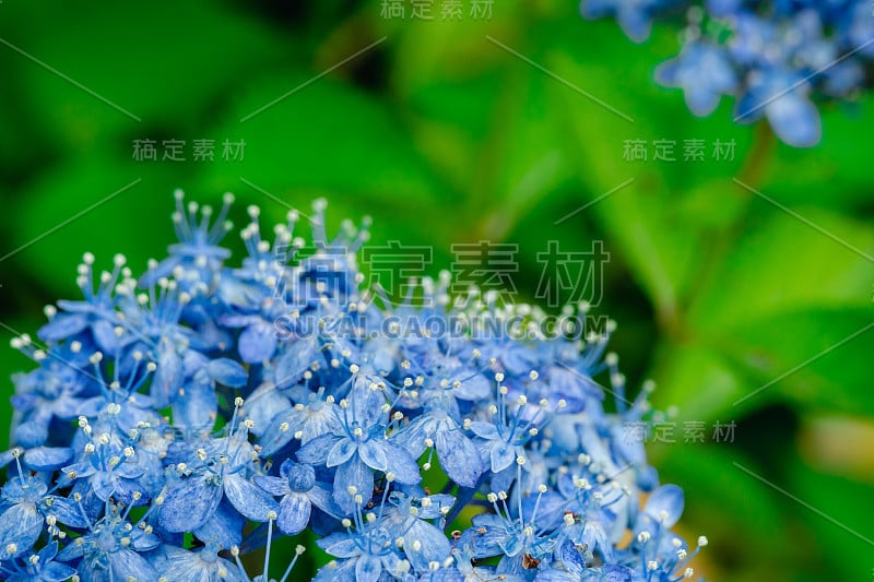 特写蓝色绣球花在雨季六月初。