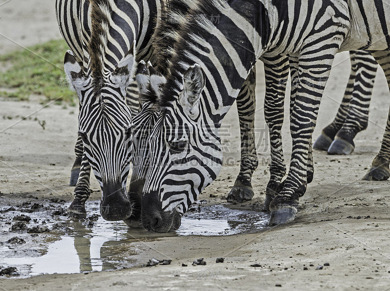 平原斑马(Equus quagga，原名Equus burchellii)，也称为普通斑马或波切尔斑