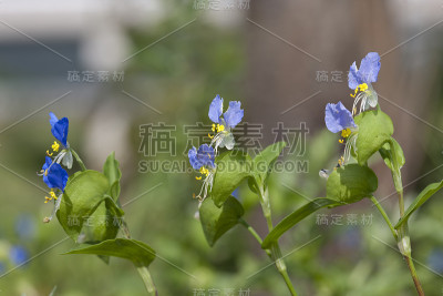 鸭跖草