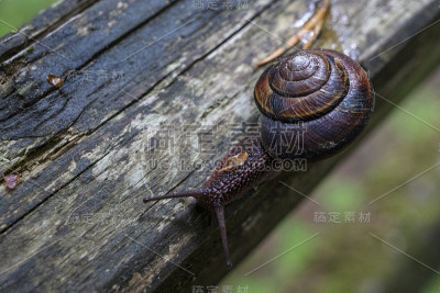 森林中的欧洲棕色花园蜗牛