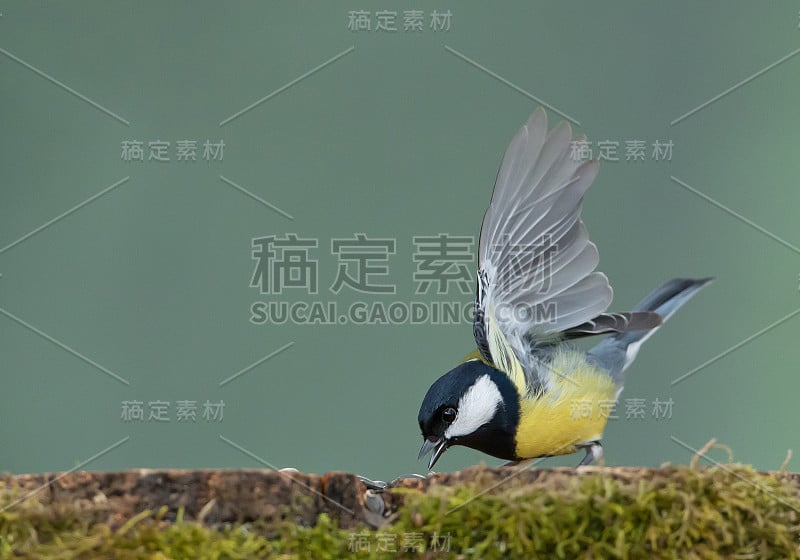 大山雀进食