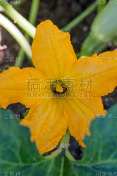 小胡瓜在菜园里开花
