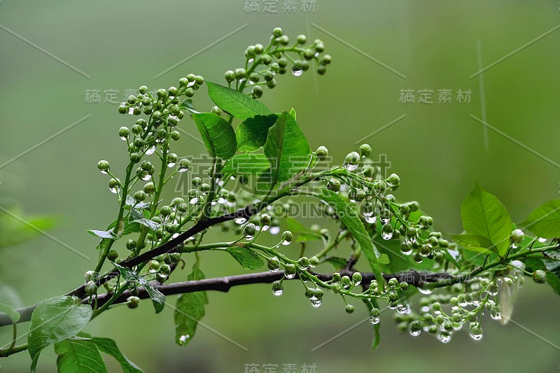 春雨下的樱花花枝