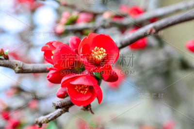 木瓜。红色的花。一种开花Cydonia (Chaenomeles speciosa)植物的特写