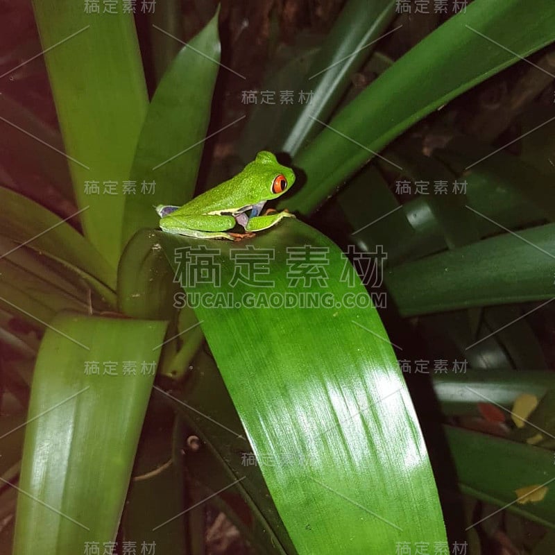 一只青蛙坐在植物上