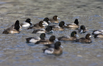 大Scaups (Aythya marila