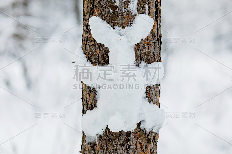 冬天森林里树上滑稽的雪图