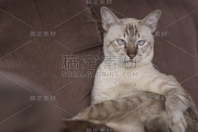 沙发上的猫