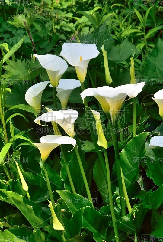 夏天的花。百合花。