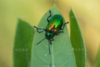 夹竹桃甲虫