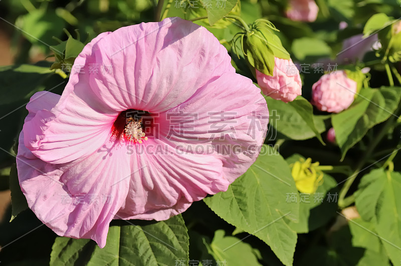 芙蓉，俗称木槿，月季，锦葵