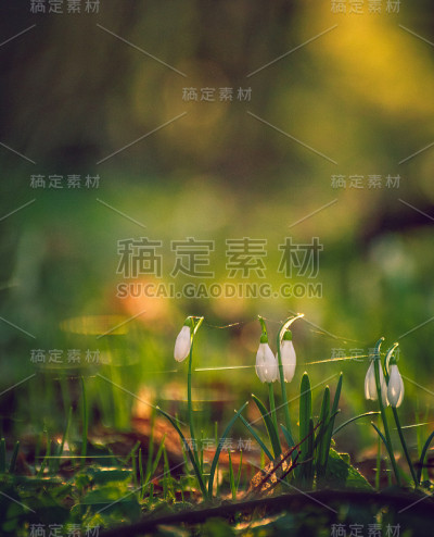雪花莲