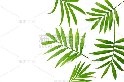 椰绿叶子孤立在白色背景上。俯视图