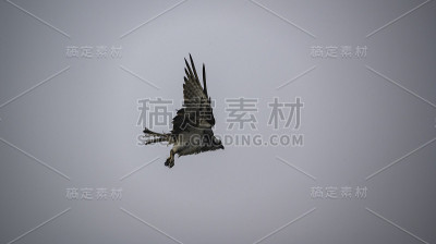 2号航班中的鱼鹰