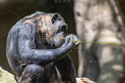 黑猩猩吃