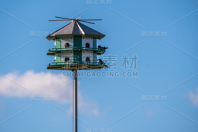 德克萨斯州罗克波特，一只雏鸟在人造房屋顶上