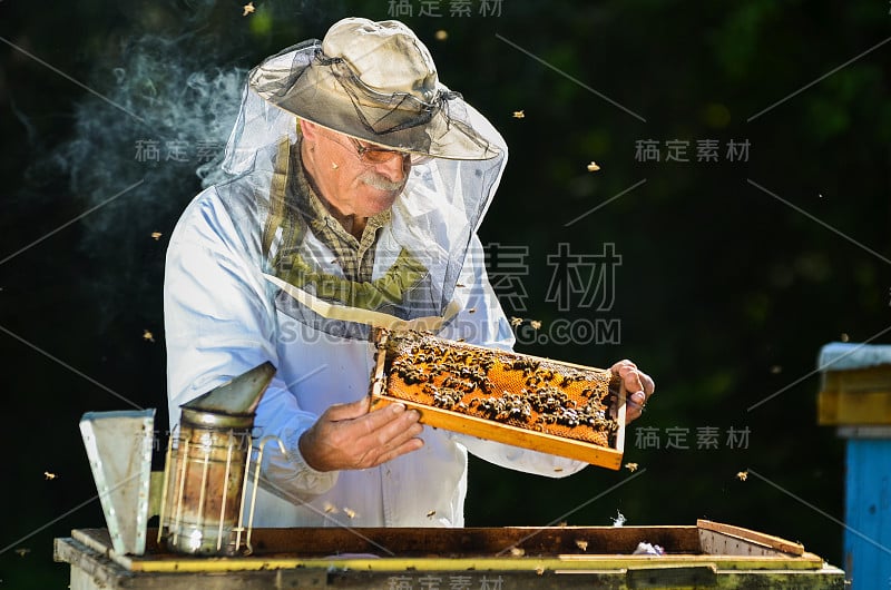 有经验的资深养蜂人在夏季后到养蜂场进行检查