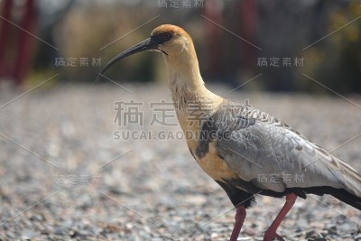 南班杜里亚