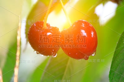 大樱桃