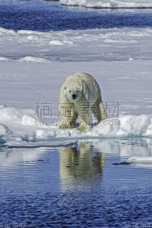 北极熊(Ursus maritimus)是一种原产于北极圈及其周围海域的北极熊。