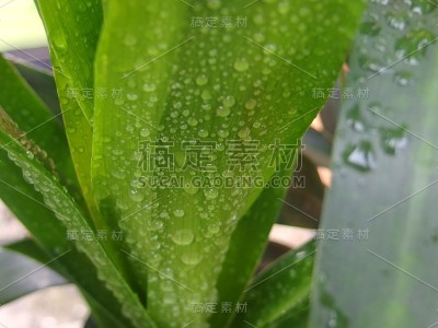 露兜/露兜的大梢